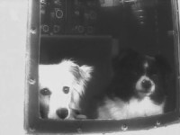 Câini în spațiu