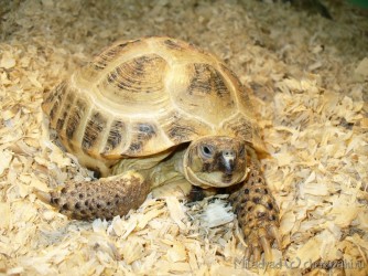 Întreținerea casei - totul despre țestoase și țestoase