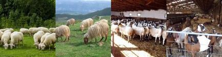 Conținutul creșterea ovinelor și îngrijirea la domiciliu
