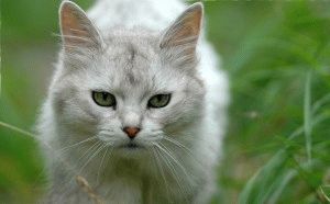 Somalez pisică - o descriere a rasei, caracterul, foto, pret, site-ul de „halbă“