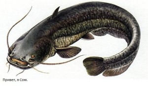 Catfish ceea ce mănâncă, în cazul în care el trăiește și ce pentru a prinde