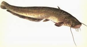 Catfish ceea ce mănâncă, în cazul în care el trăiește și ce pentru a prinde