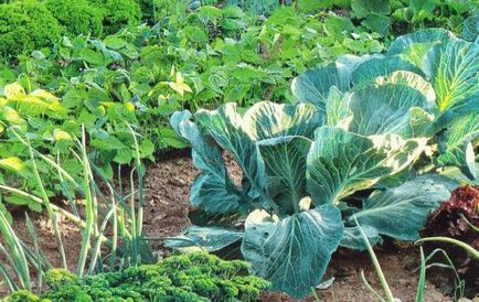 Compatibilitatea de legume în grădină, grădinărit lume