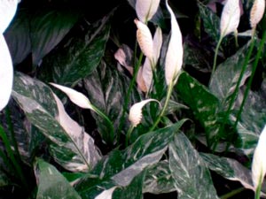 transfer de îngrijire la domiciliu Spathiphyllum și reproducerea