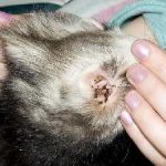 Aureus simptomelor câini și tratamentul de câini, fotografii, modul de a trata infectioase pentru om sau nu, ca (câine) Aureus simptomelor câini și tratamentul de câini, fotografii, modul de a trata infectioase pentru om sau nu, după cum