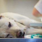 Aureus simptomelor câini și tratamentul de câini, fotografii, modul de a trata infectioase pentru om sau nu, după cum