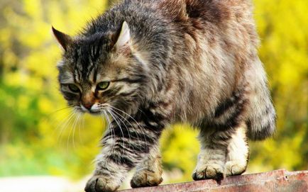 Castrarea pisici pro și contra, opinia experților, beneficii reale