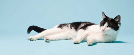 Castrarea pisici pro și contra, opinia experților, beneficii reale