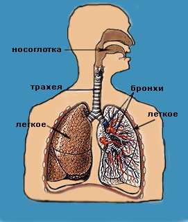 Structura aparatului vocal