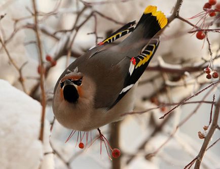 Waxwing - cântând fotografii de păsări migratoare, descriere, asculta cântând ca waxwing