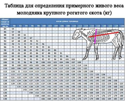 Tabele și metode de îndepărtare a măsurilor de la bovine pentru a determina cât de mult în greutate fără vacă greutăți (determinată) Tabelele și metode de eliminare a măsurilor de la bovine pentru a determina cât de mult în greutate fără greutăți de vacă