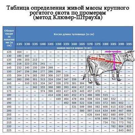Tabele și metode de îndepărtare a măsurilor de la bovine pentru a determina cât de mult în greutate fără greutăți de vacă (bovine) Tabelele și metode de eliminare a măsurilor de la bovine pentru a determina cât de mult în greutate fără greutăți de vacă