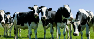 Tabele și metode de îndepărtare a măsurilor de la bovine pentru a determina cât de mult în greutate fără greutăți de vacă (bovine) Tabelele și metode de eliminare a măsurilor de la bovine pentru a determina cât de mult în greutate fără greutăți de vacă