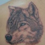 Wolf tatuaj sensul schite