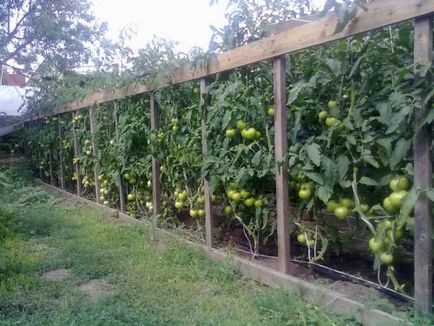cultivarea de tomate și de întreținere în fertilizării câmp deschis, udare, pulverizare