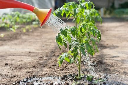 cultivarea de tomate și de întreținere în fertilizării câmp deschis, udare, pulverizare