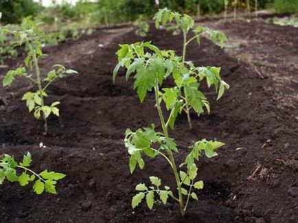 cultivarea de tomate și de întreținere în fertilizării câmp deschis, udare, pulverizare