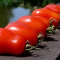Tomate pertsevidny descriere grad (pertsevidny) Tomate pertsevidny descriere a soiului