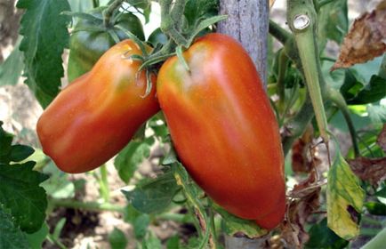 Tomate „pertsevidny“ - observații cu privire la varietatea, o fotografie de tomate, caracteristici și descrierea