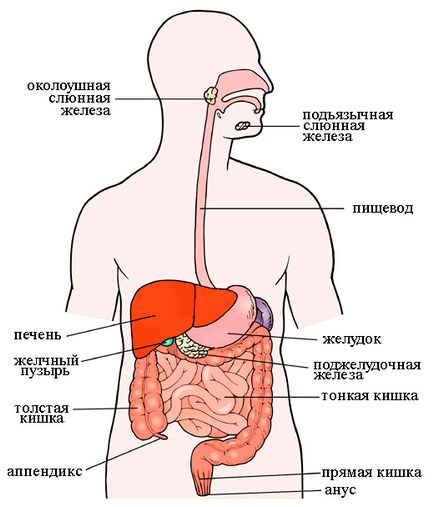 intestinul subțire