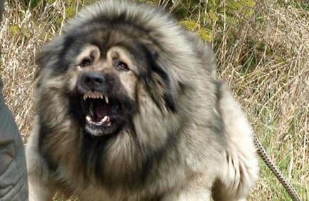 Top 10 cele mai rele câine din lume