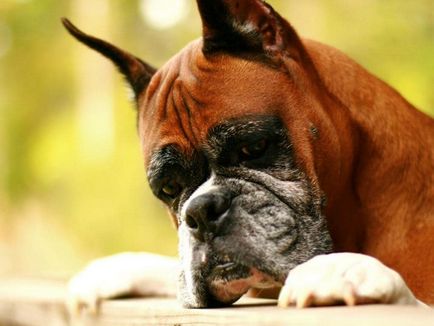 Top 10 cele mai rele câine din lume