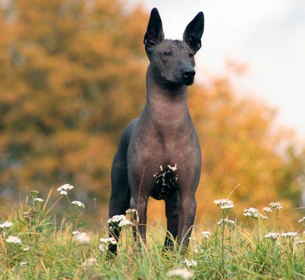Top 10 rase de câini cele mai de temut din lume
