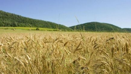 Top 25 cele mai frecvente tipuri de alergii