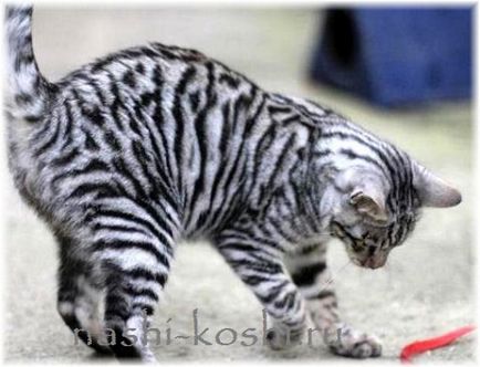 Toyger - tigru jucărie (foto, pisici, pisoi, despre rasa), totul despre pisici