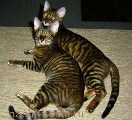 Toyger - tigru jucărie (foto, pisici, pisoi, despre rasa), totul despre pisici