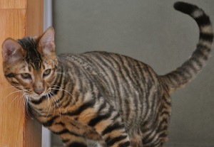 Toyger sau Tiger Cat rasa descriere, poze, preturi pentru pisici, video