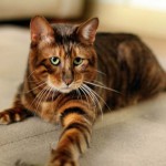 Toyger sau Tiger Cat rasa descriere, poze, preturi pentru pisici, video