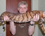 Toyger sau Tiger Cat rasa descriere, poze, preturi pentru pisici, video