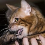 Toyger sau Tiger Cat rasa descriere, poze, preturi pentru pisici, video