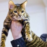 Toyger sau Tiger Cat rasa descriere, poze, preturi pentru pisici, video