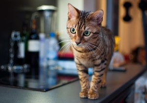 Toyger sau Tiger Cat rasa descriere, poze, preturi pentru pisici, video