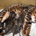 Toyger sau Tiger Cat rasa descriere, poze, preturi pentru pisici, video