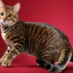 Toyger sau Tiger Cat rasa descriere, poze, preturi pentru pisici, video