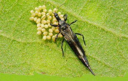 Metode de control Thrips