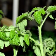 Fertilizator pentru răsadurilor de tomate