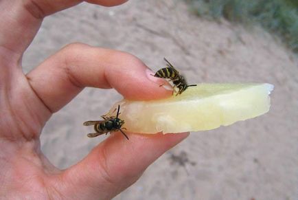 Intepaturi de albina - ce să facă primul ajutor, cum de a elimina tumora, alergie, fotografii, videoclipuri