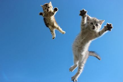 poze Hilar de pisici la momentul saltului