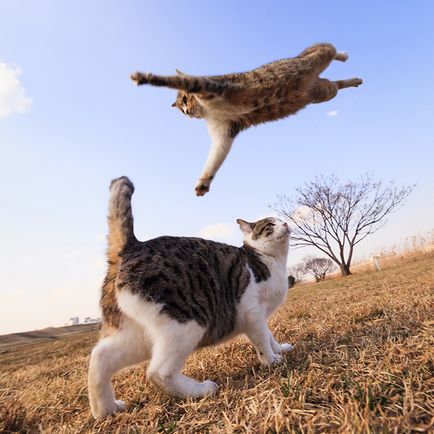 poze Hilar de pisici la momentul saltului