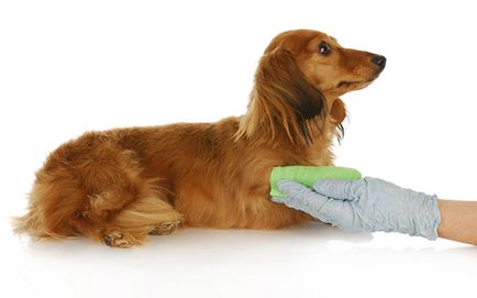 Câinele cade lână cauze mancarimi ale pielii si remedii