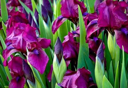 Întreținere, plantarea și cultivarea irisi în grădină