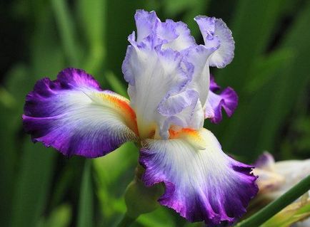 Întreținere, plantarea și cultivarea irisi în grădină