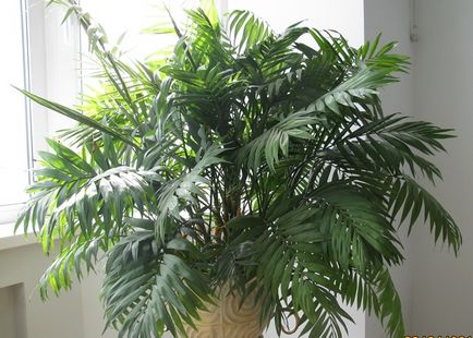 Îngrijire camera de palmier la domiciliu
