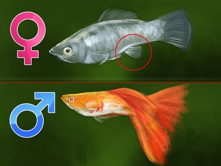 Îngrijire prăji guppy păstra în cazul în care cuprind decât hrana pentru animale (de îngrijire guppy fry) Îngrijire fry guppy păstra în cazul în care cuprind decât hrana pentru animale