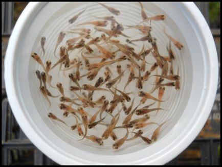 Îngrijire prăji guppy păstra în cazul în care cuprind decât hrana pentru animale (guppy) Îngrijire fry guppy păstra în cazul în care cuprind decât hrana pentru animale