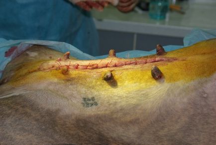 Grija pentru un câine după articolul sterilizare